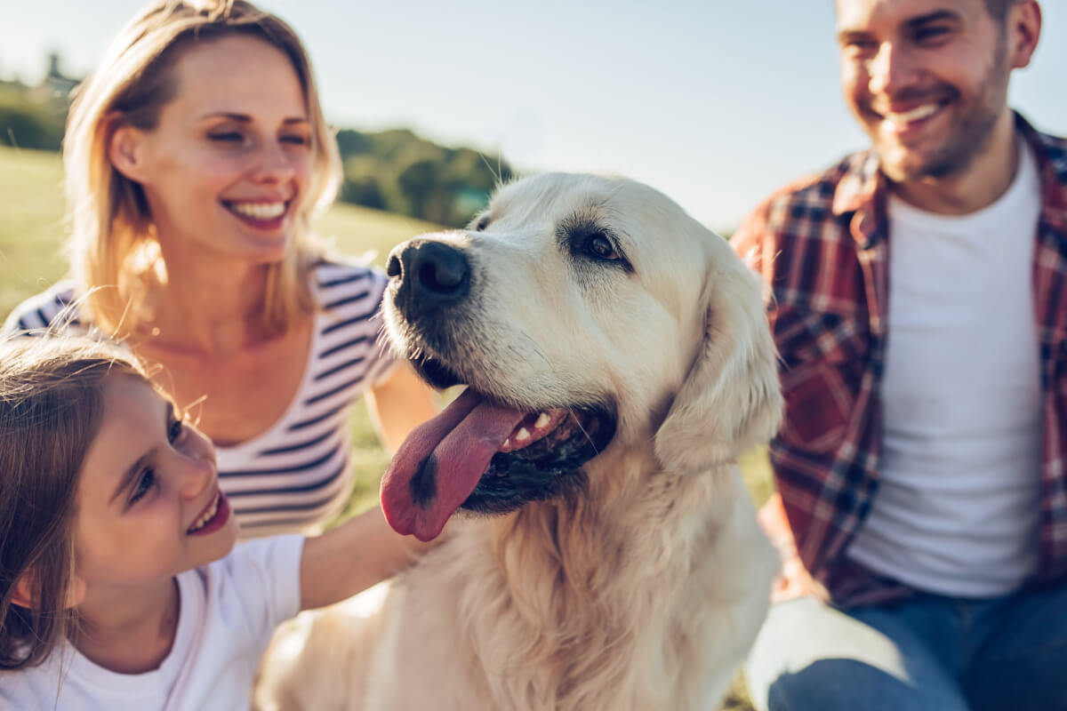 A adoção de um cão não é algo simples e deve envolver muita seriedade e reflexão 