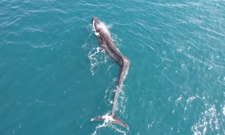baleia com escoliose