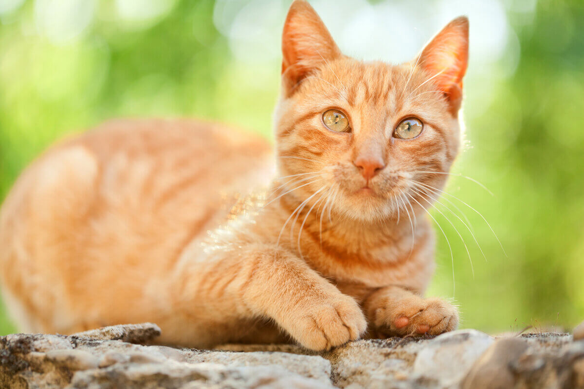 Gatos alaranjados são conhecidos por terem uma personalidade única 