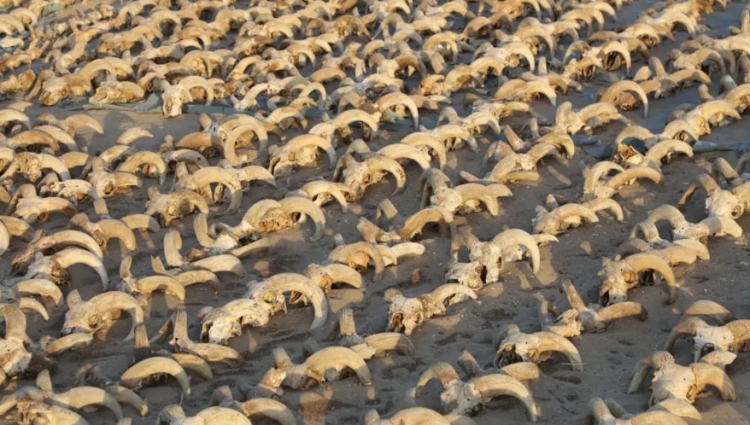 cabeças de carneiro mumificadas