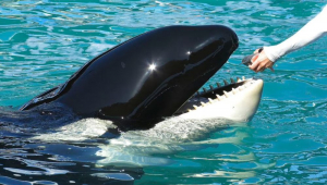 orca liberada