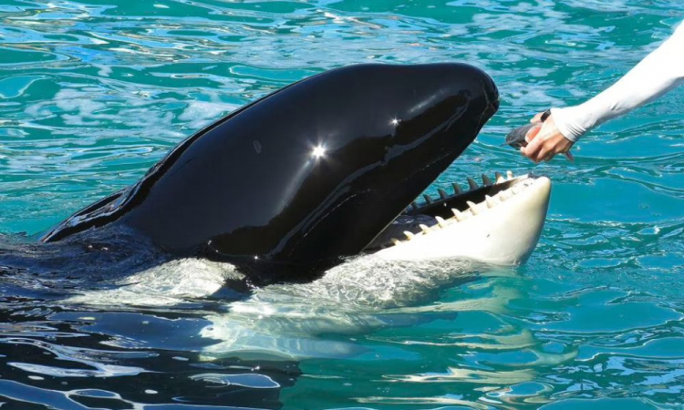 orca liberada