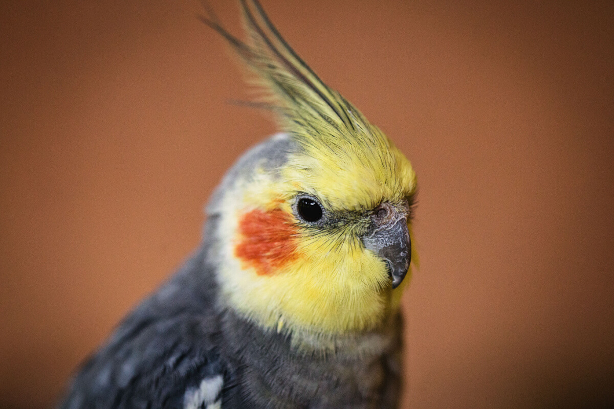 Embora as calopsitas sejam aves amigáveis e ativas, elas exigem tempo e atenção de seus tutores 