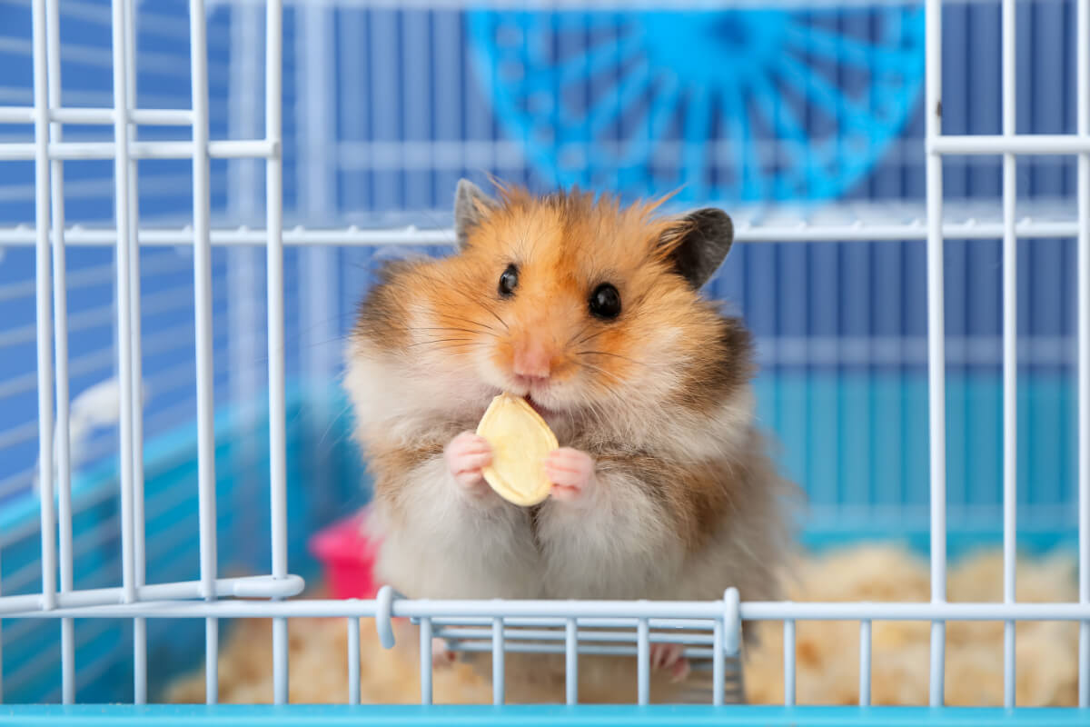 Hamsters são fáceis de alimentar 