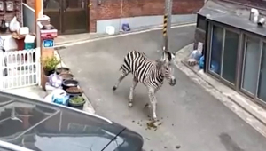 zebra foge de zoológico