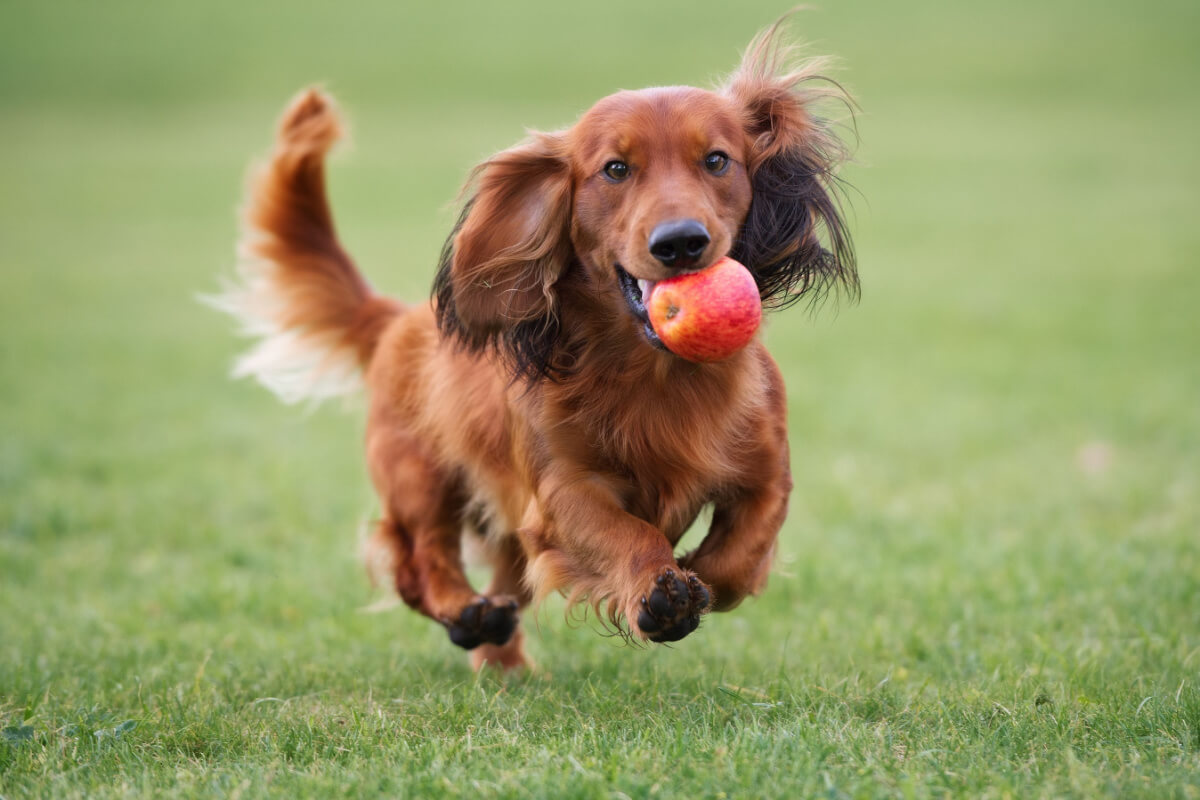 As maçãs possuem nutrientes benefícos aos cães 