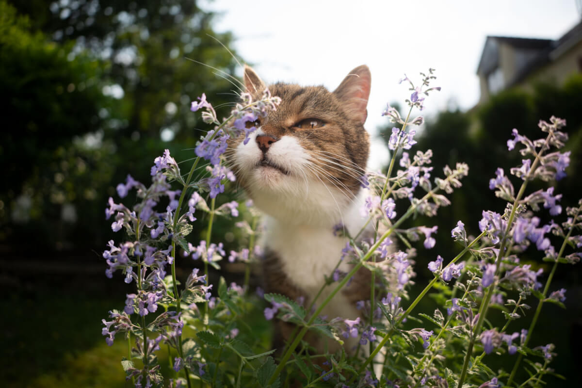 O catnip pode ser oferecido ao gato como recompensa 