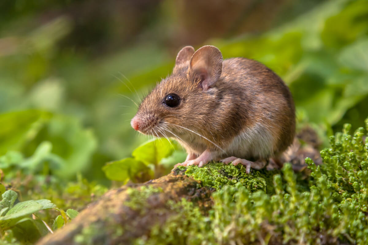 Os camundongos precisam de um espaço limpo, seguro e adequado para viver 