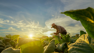 agricultura sustentável