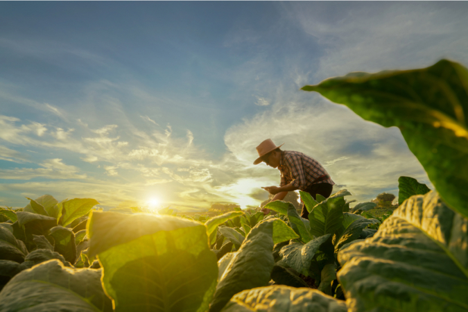 agricultura sustentável