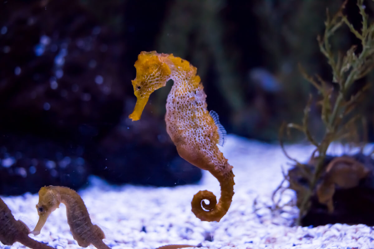 Cavalo-marinho: Tudo sobre o papai mais famoso dos sete mares! – AquaRio