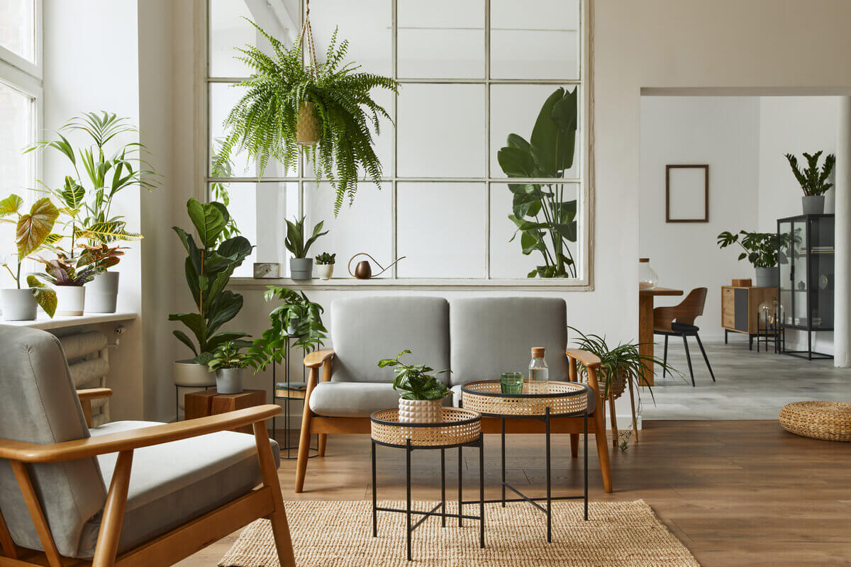 Plantas na decoração oferecem conforto e bem-estar 