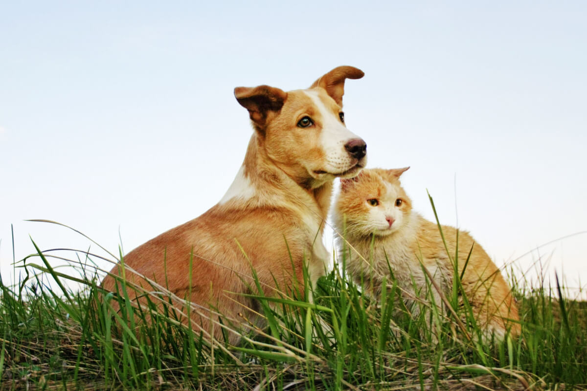 Cães e gatos têm o hábito de comer grama 