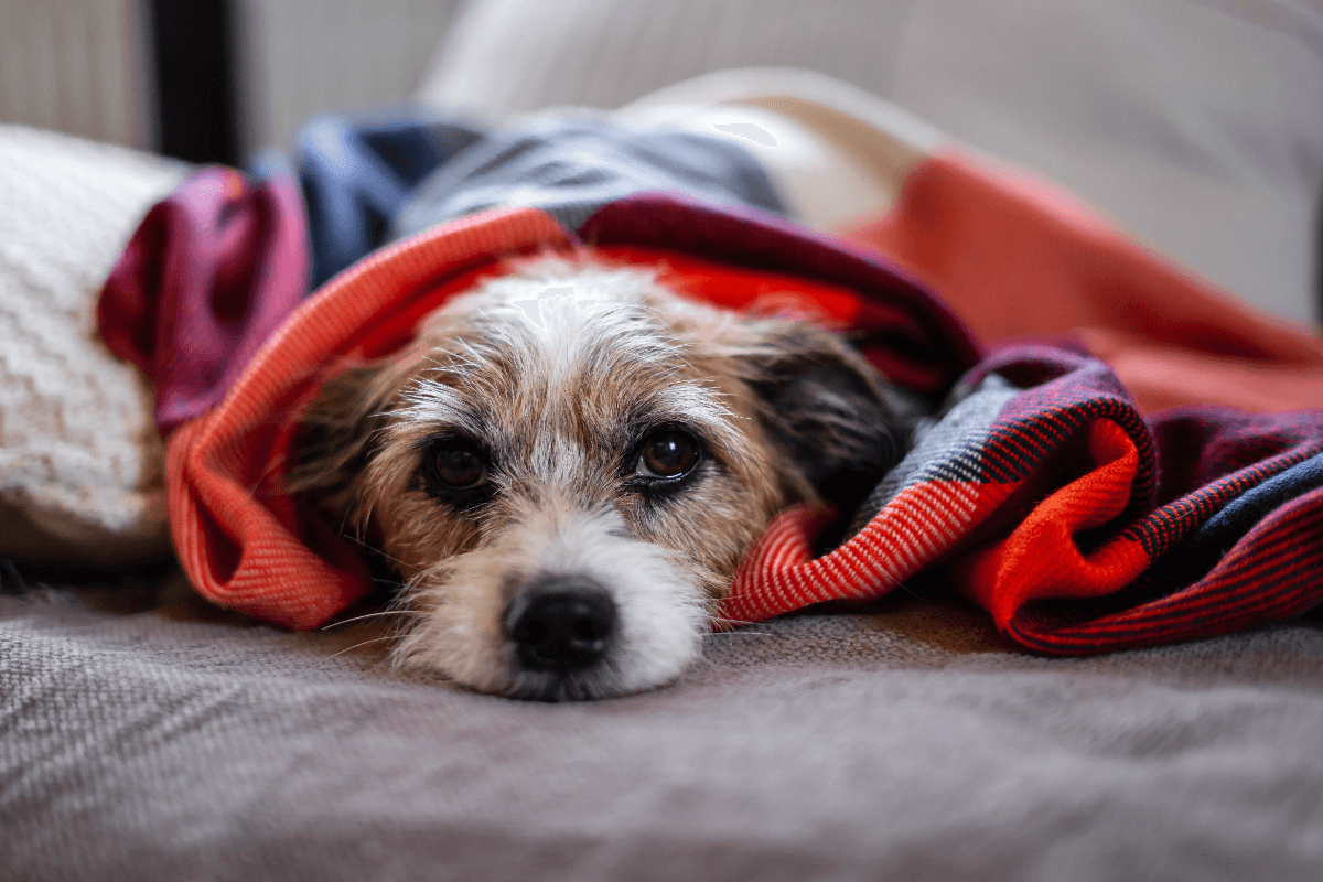 Em épocas mais chuvosas, é preciso estar atento à saúde do pet 