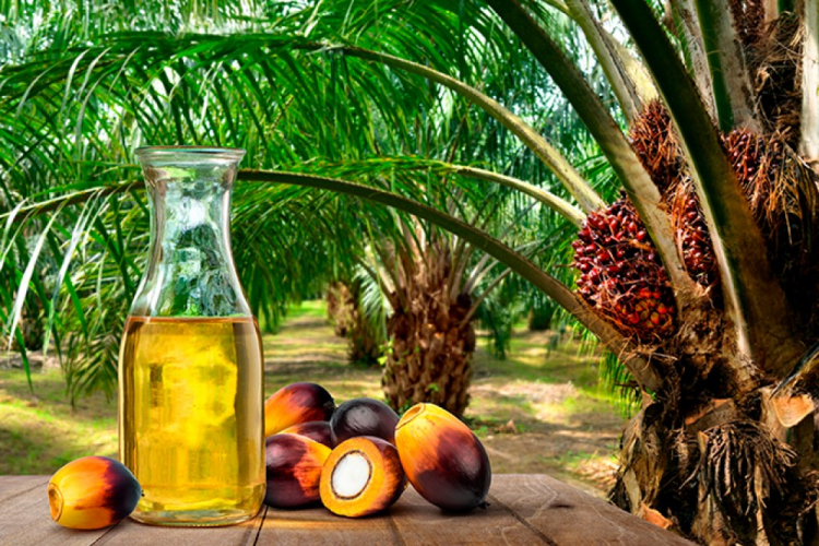 Garrafa de óleo de palma em mesa com a fruta ao ar livre em a´rea verde