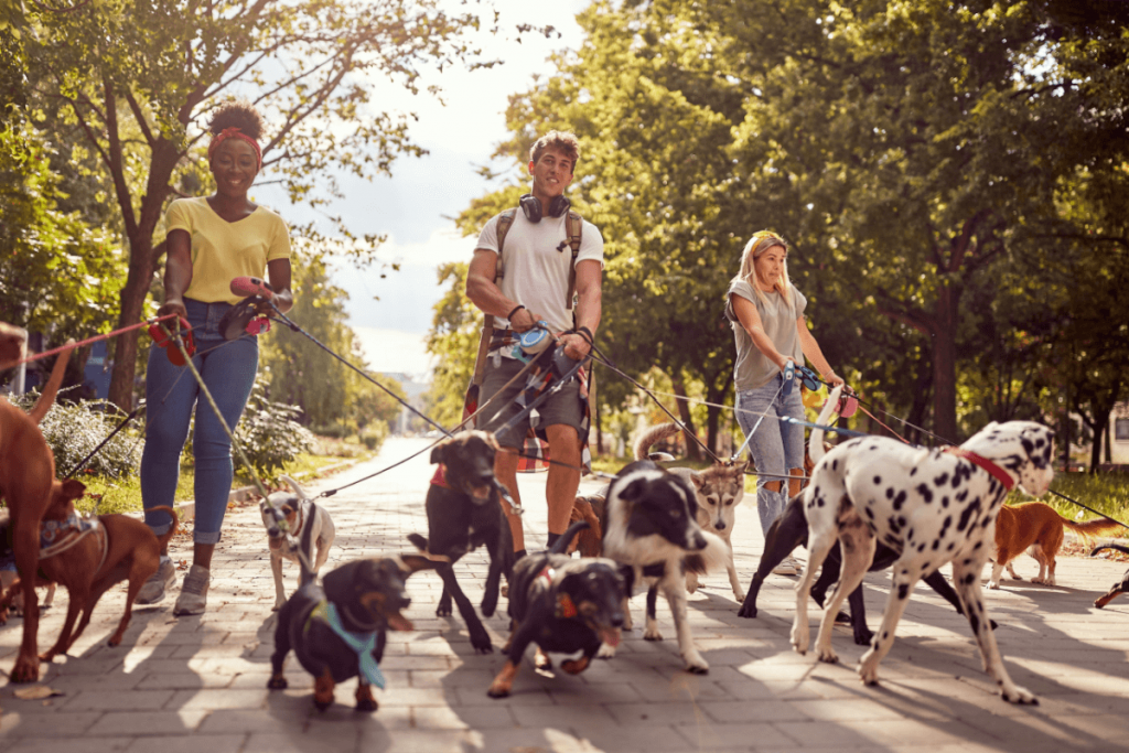 10 vantagens de contratar um pet sitter | Jovem Pan