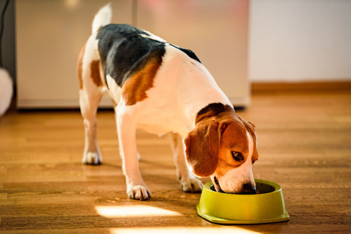 Comedouro lento controla a velocidade do processo de alimentação de cães 