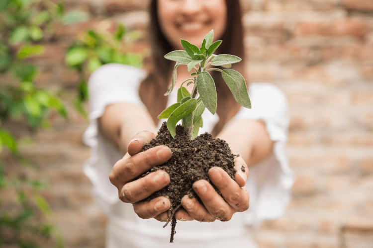 5 flores para plantar no mês de maio