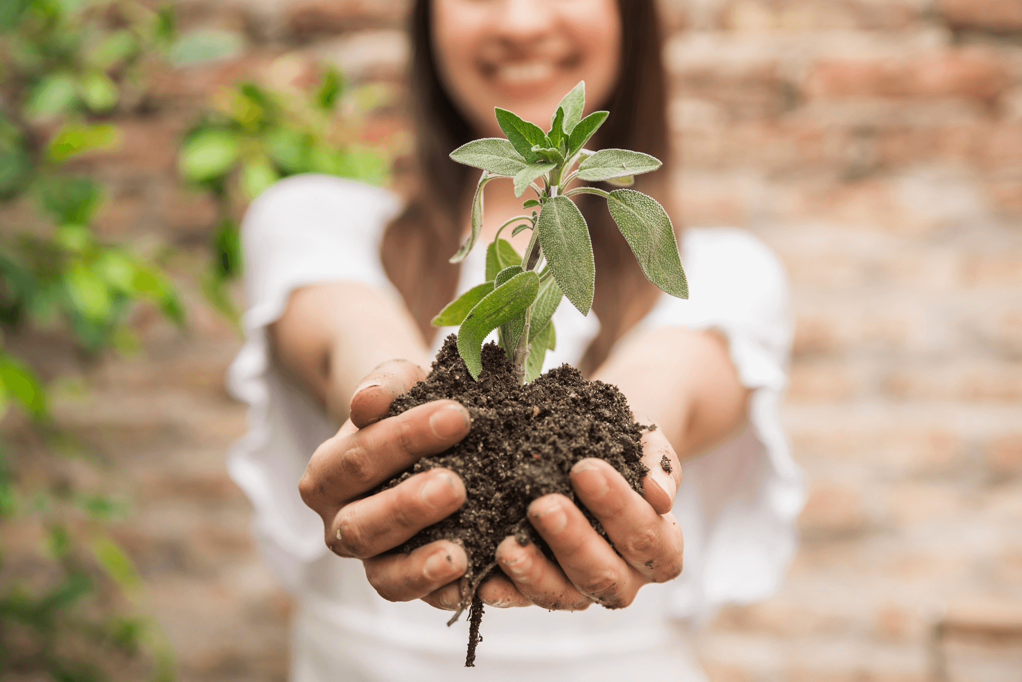 Para plantar é necessário reservar um espaço adequado e com acesso ao sol 