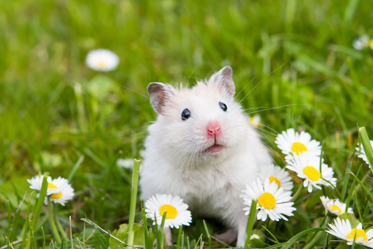 Os hamsters são populares por sua personalidade enérgica e adorável<br />
 