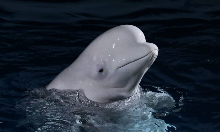 Beluga ‘espiã’ da Rússia é vista nas águas da Suécia após três anos do seu aparecimento
