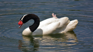 cisne-de-pescoço-preto