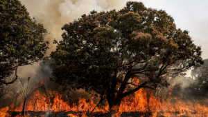 Brigadistas do Instituto Brasília Ambiental e Bombeiros do Distrito Federal combatem incêndio em área de cerrado próxima ao aeroporto de Brasília