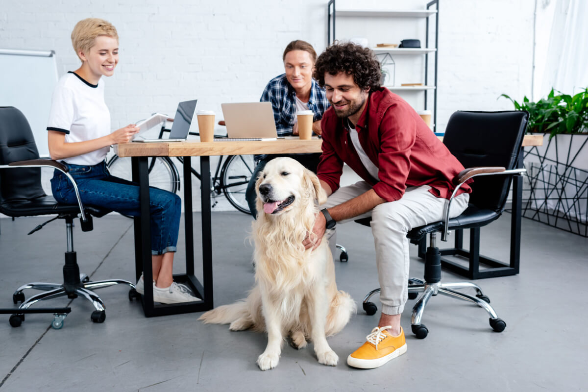 Levar os pets para o escritório torna o ambiente mais agradável 