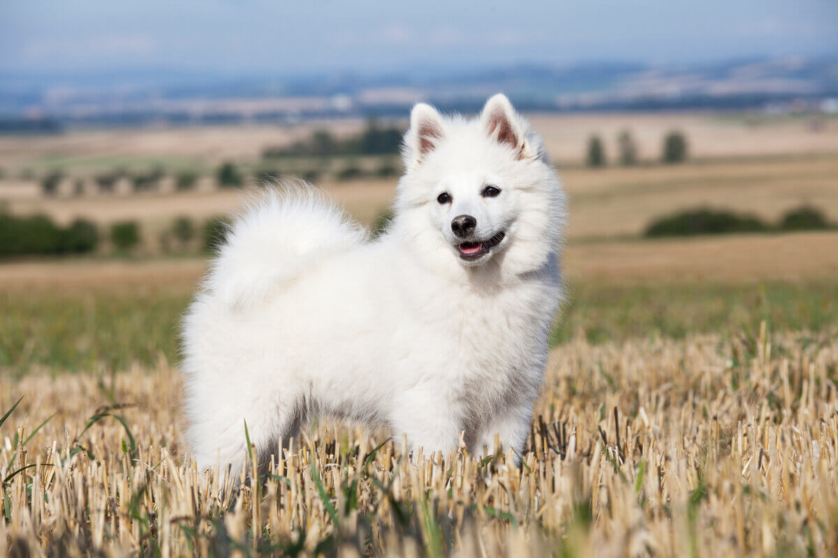 Cachorros da raça spitz são afetuosos e inteligentes 