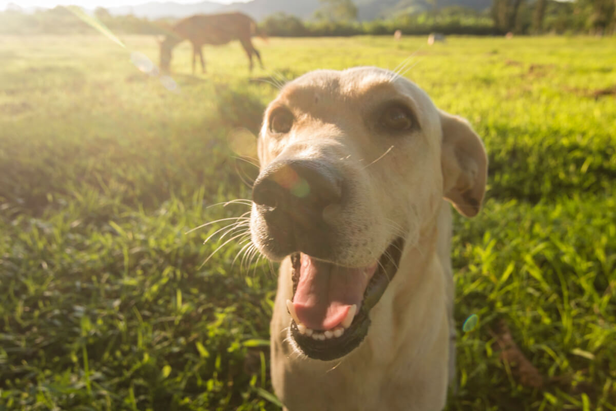 Os bigodes são diferentes do restante dos pelos do animal 