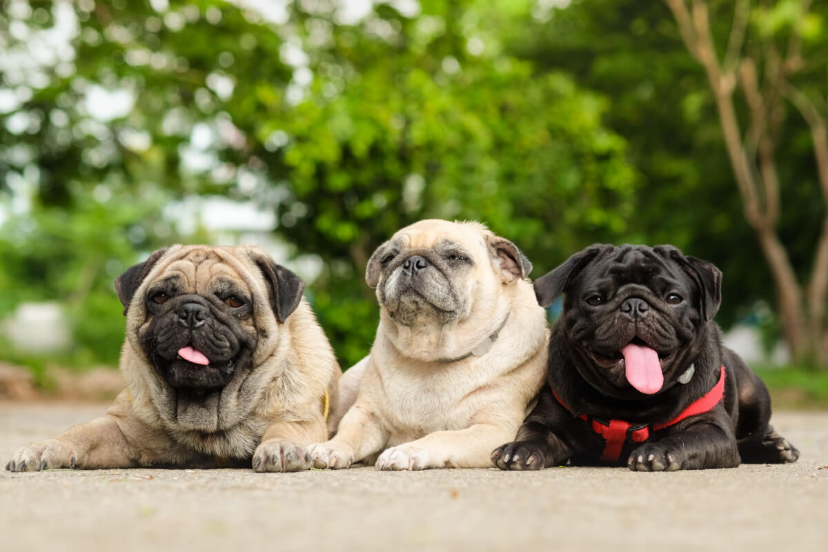 Os pugs têm temperamento amigável e sociável 