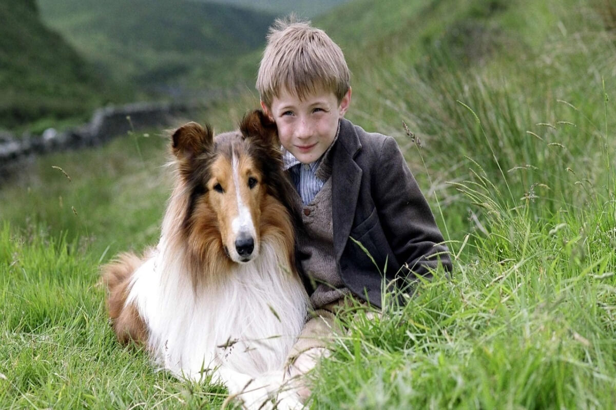 Lassie estrelou diversos filmes desde nos anos 1940 