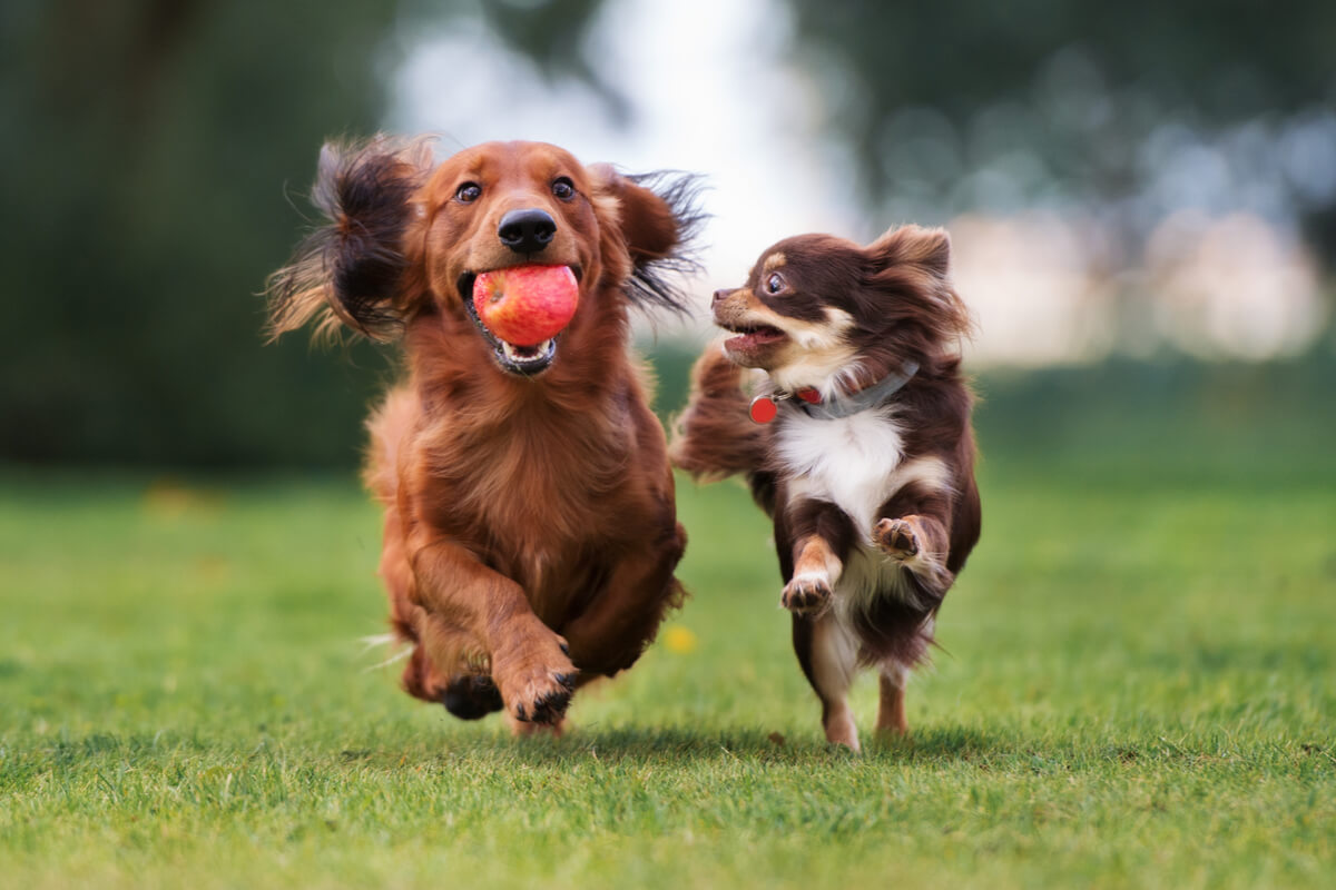 Atividades esportivas para cães ganham espaço no Brasil