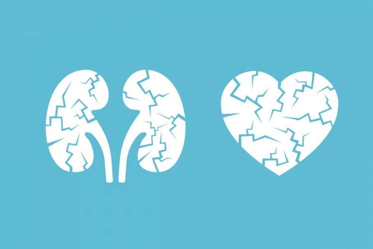 3 doenças que prejudicam o funcionamento do coração e dos rins