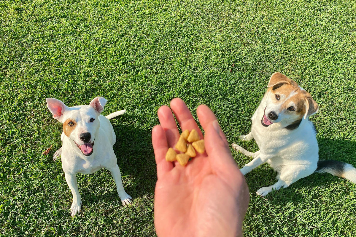 Os petiscos podem ser usados para estimular a mente do cachorro 