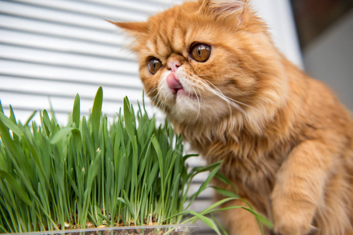 A grama de milho de pipoca oferece vários benefícios para a saúde dos gatos 