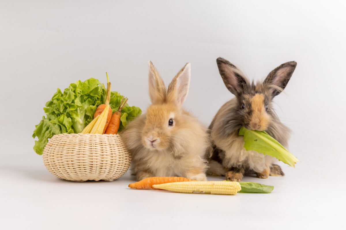 A cenoura é uma ótima fonte de vitamina A, mas deve ser oferecida com moderação ao seu bichinho 