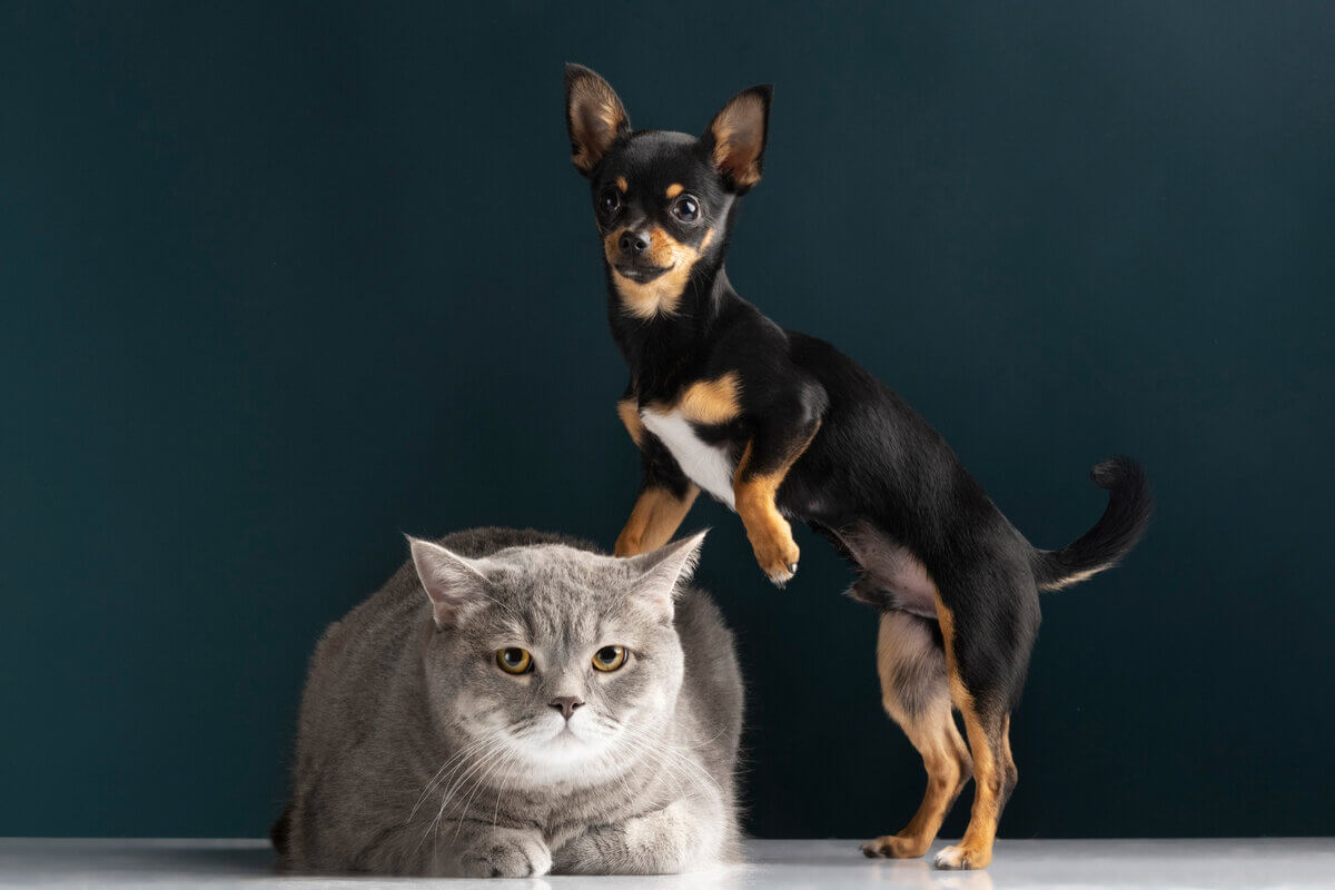 Socialização entre cachorro e gato exige paciência 