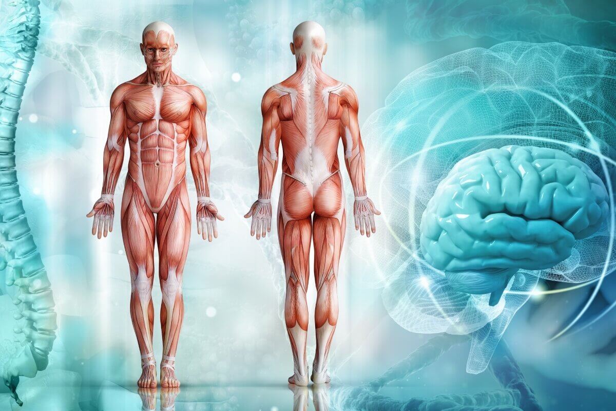 Corpo humano é formado por uma organização de estruturas 