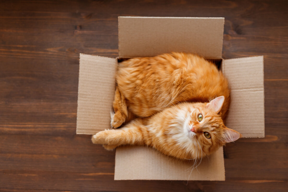 As caixas oferecem aos gatos um senso de segurança e proteção 