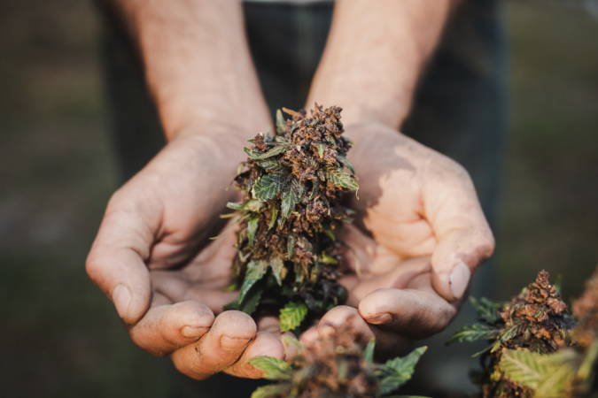 Homem mostra porção de maconha nas mãos