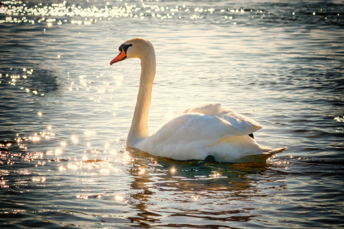 cisne