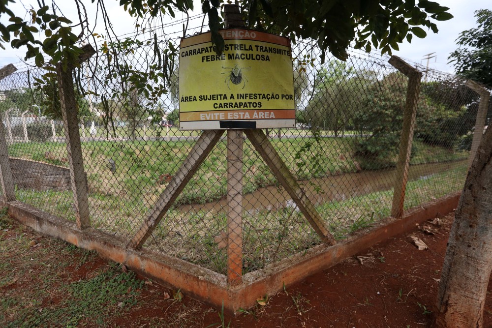 Conheça os tipos de carrapato e como removê-los com segurança - Canal Agro  Estadão