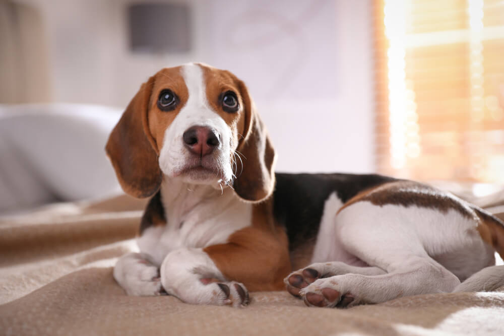 Os beagles são cachorros conhecidos por sua personalidade animada e sociável 