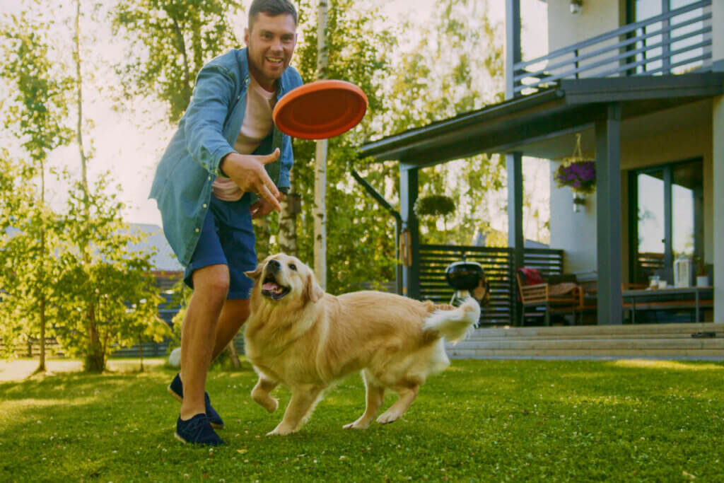 Brincadeiras de “buscar” são as favoritas entre os cachorros 