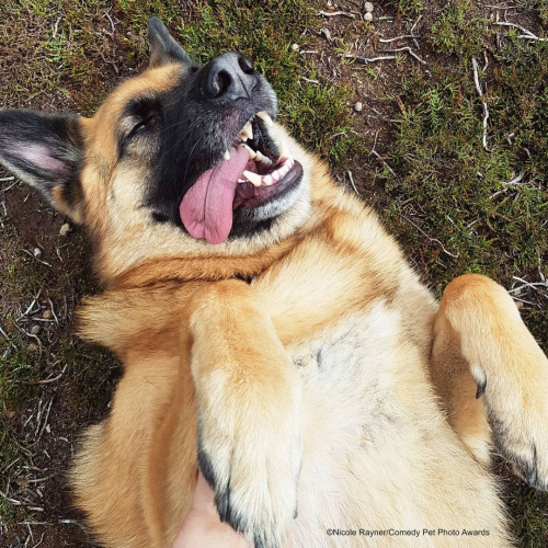 Concurso escolhe fotos de pet mais engraçadas do mundo