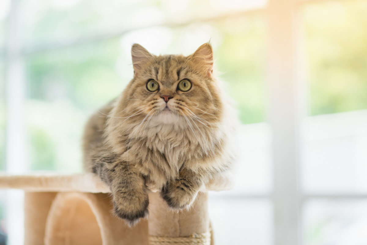 Gato persa é muito carinhoso 