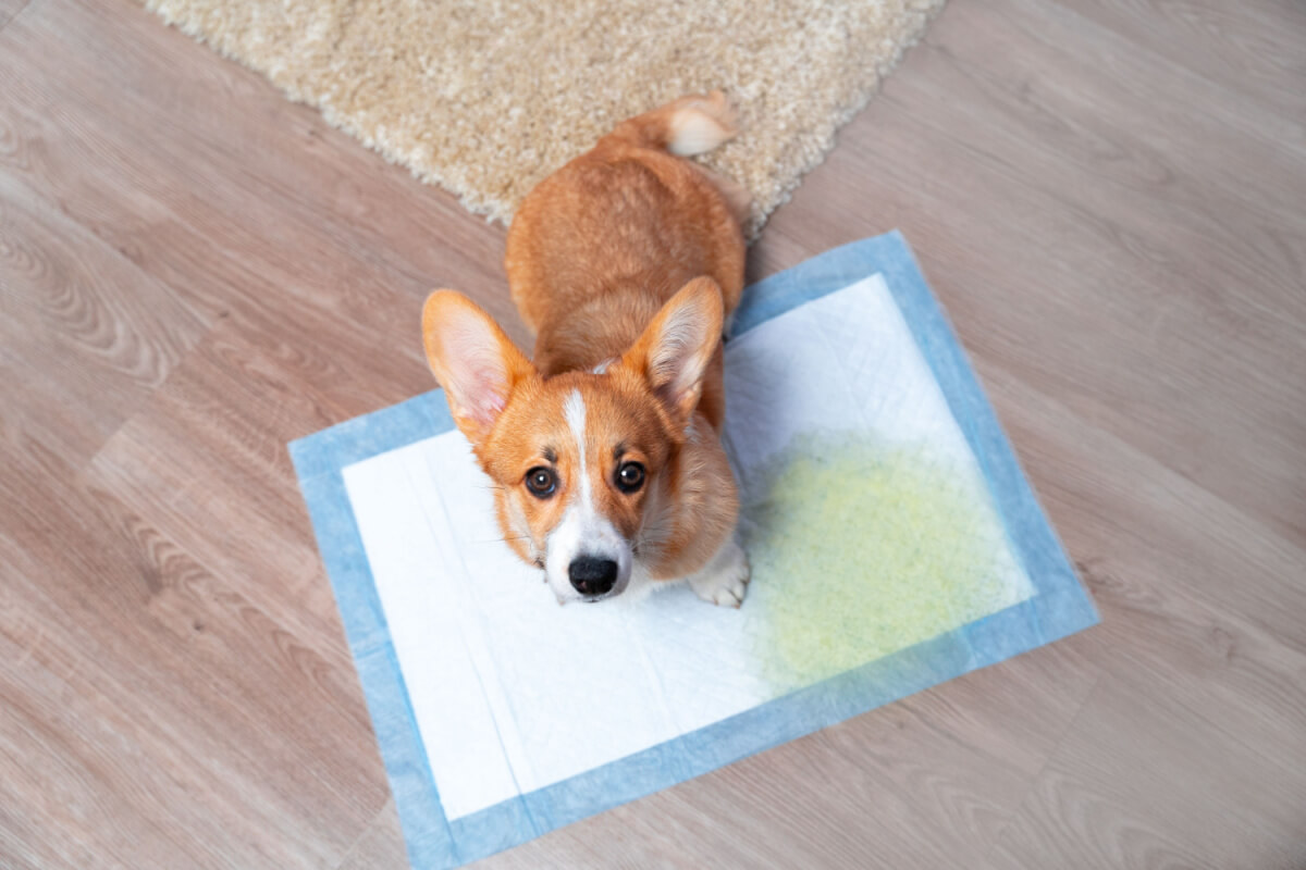 As ideias para o “banheiro canino” devem levar em consideração o comportamento de cada pet 