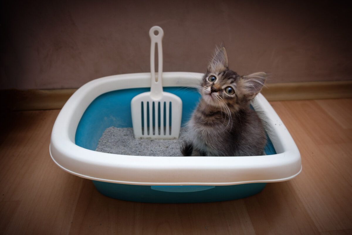 Ensinar o gatinho a usar a caixa de areia requer paciência, reforço positivo e uma abordagem consistente 