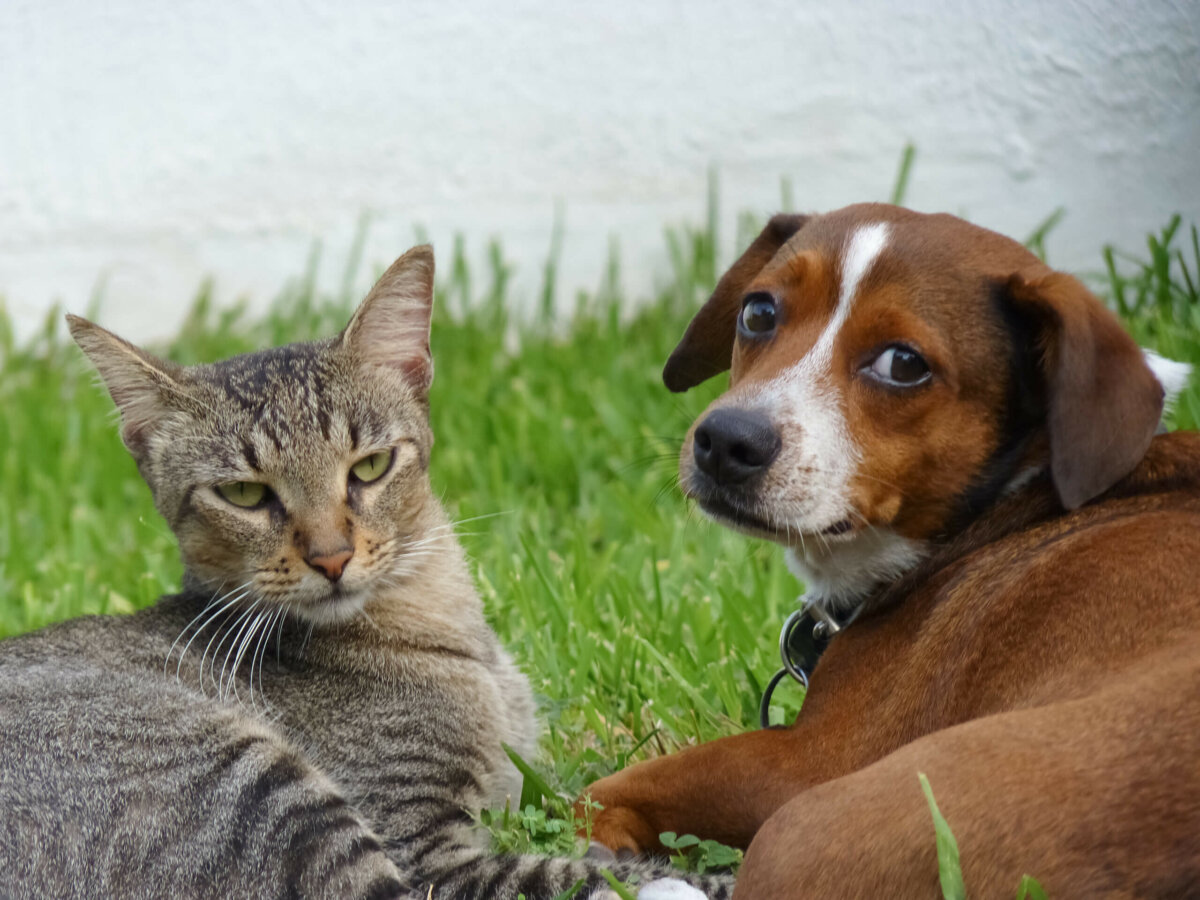 Pesquisa mostra que cães vira-latas compõem 40% dos lares brasileiros, enquanto os gatos atingem 98% 